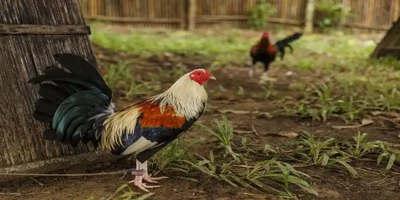Mẹo chơi đá gà cựa dao thắng lớn tại GGWIN